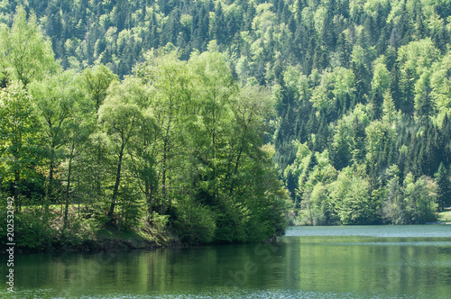 retail of trees in lake of Kruth at spring in alsace - France