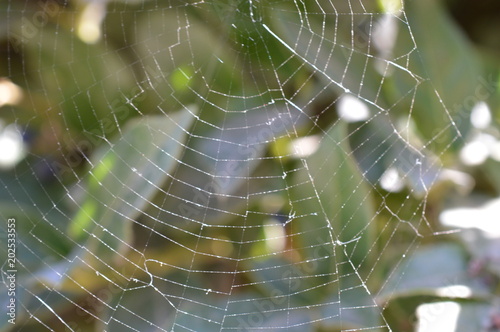 Tela Araña