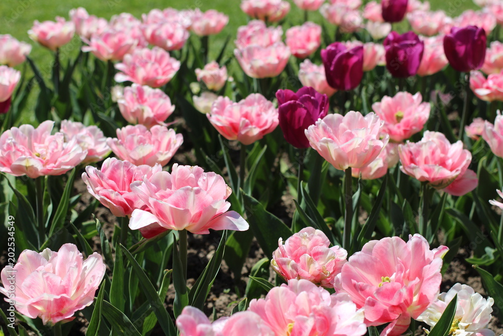 Tulipes doubles roses, tulipes roses