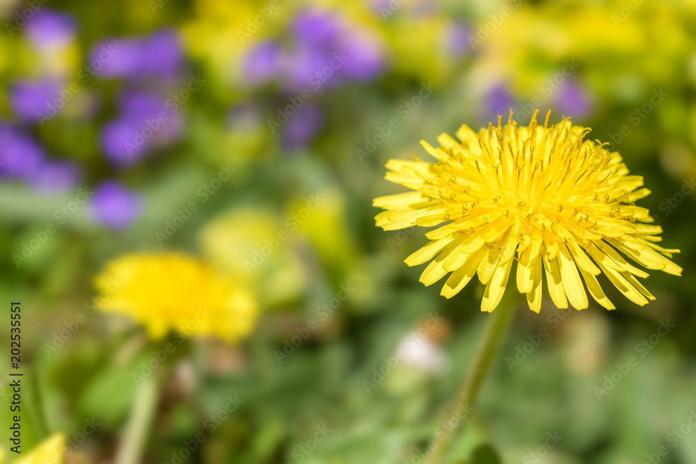 Löwenzahn mit weichem Bokeh in einer farbenfrohen Blumenwiese Löwenzahn mit weichem Bokeh in einer farbenfrohen Blumenwiese