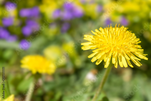 Fototapeta Naklejka Na Ścianę i Meble -  Löwenzahn mit weichem Bokeh in einer farbenfrohen Blumenwiese