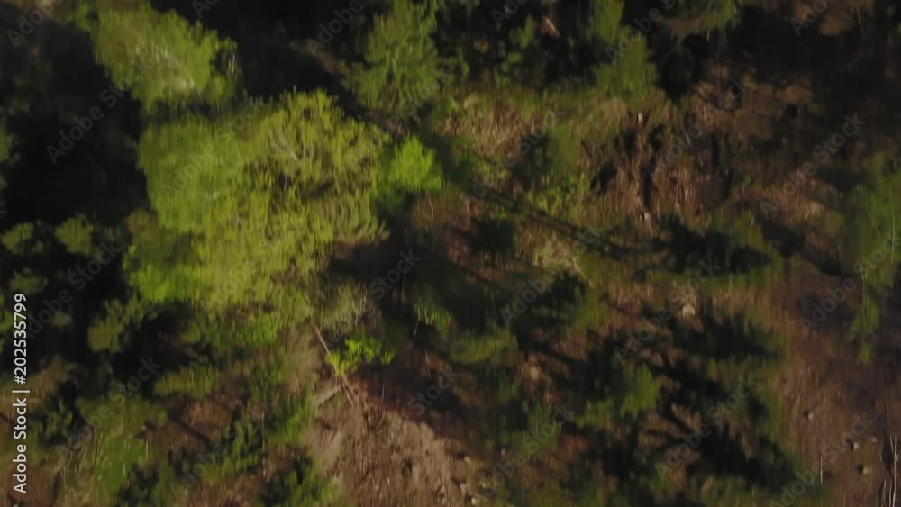 Forest Arial Forest Arial