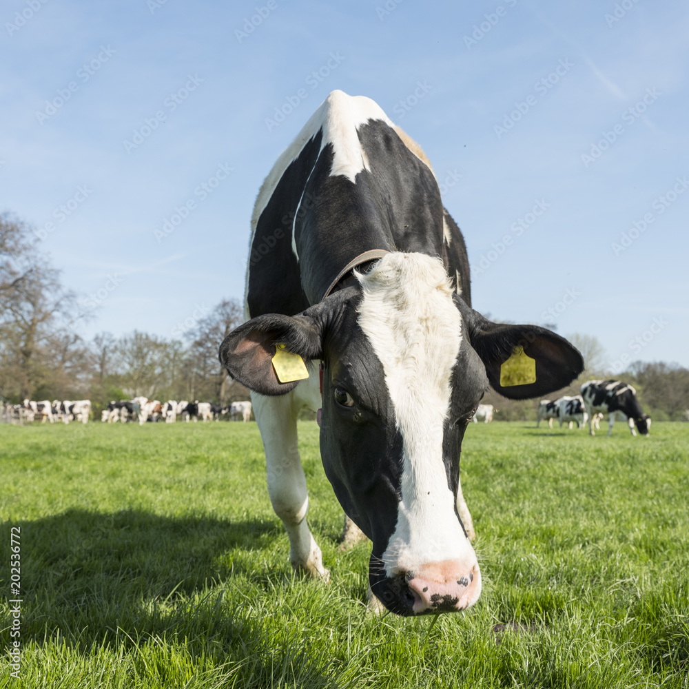 black and white cows in dutch green grassy spring meadow in holland black and white cows in dutch green grassy spring meadow in holland