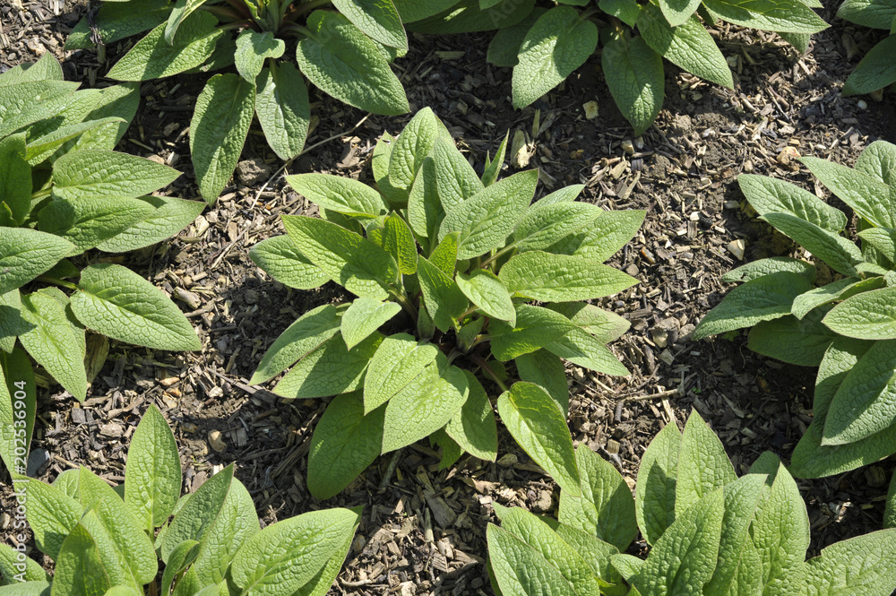 Comfrey