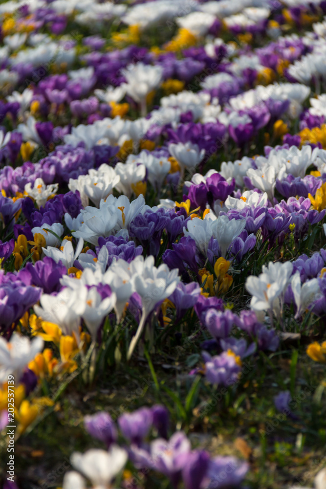 Different colored crocuses growing on a meadow in the sunshine Different colored crocuses growing on a meadow in the sunshine