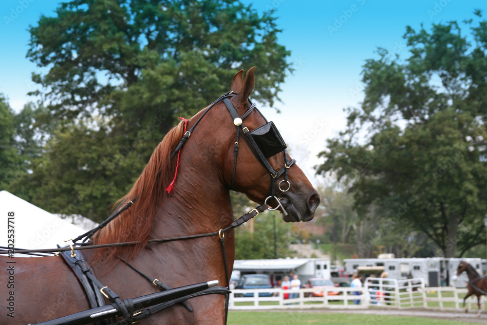 Saddlebred Harness Horse at Equestrian Event Saddlebred Harness Horse at Equestrian Event