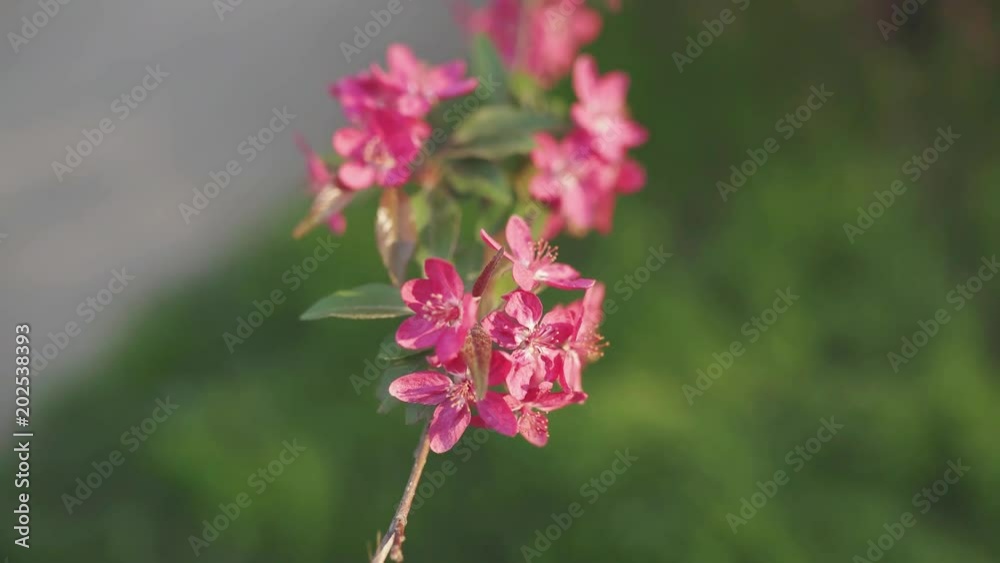 4k beutiful spring flower cherry or sakura tree branch blossom sunset background 4k beutiful spring flower cherry or sakura tree branch blossom sunset background
