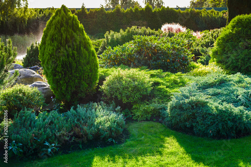 Foto Ornamental bushes of evergreen thuja in a landscape park