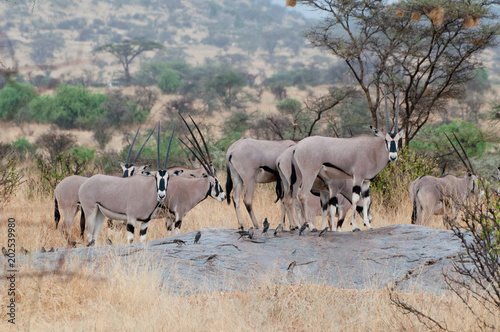 Herd of Oryx Samburu Africa