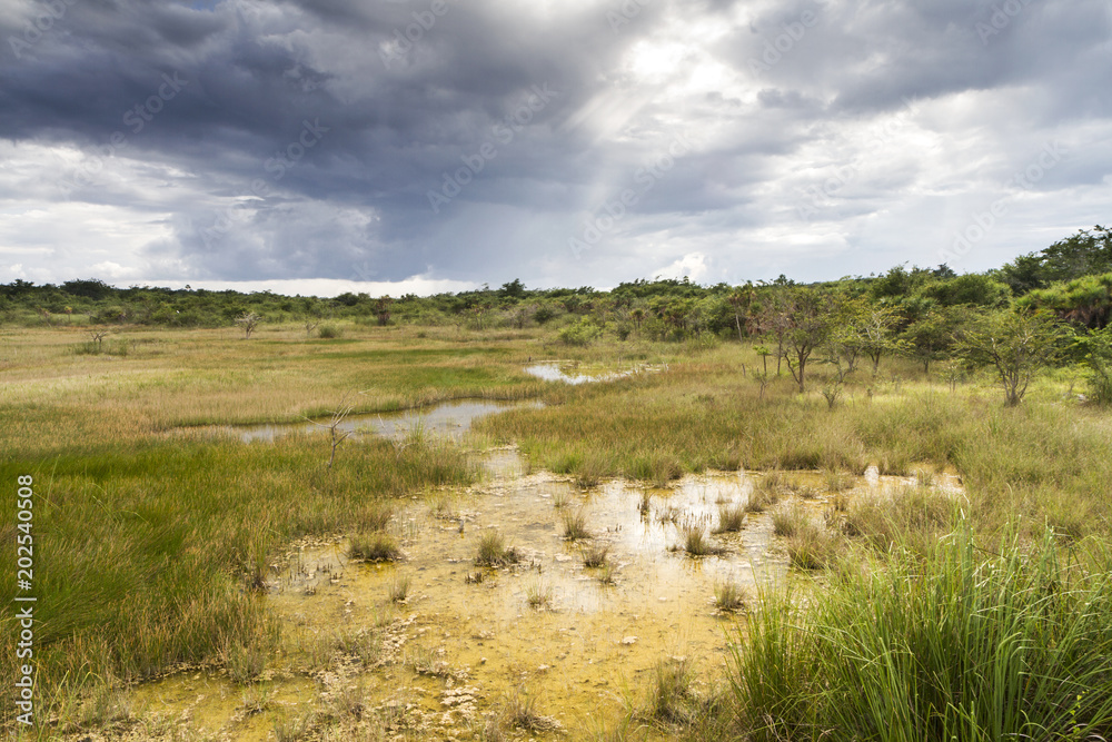 vegetation