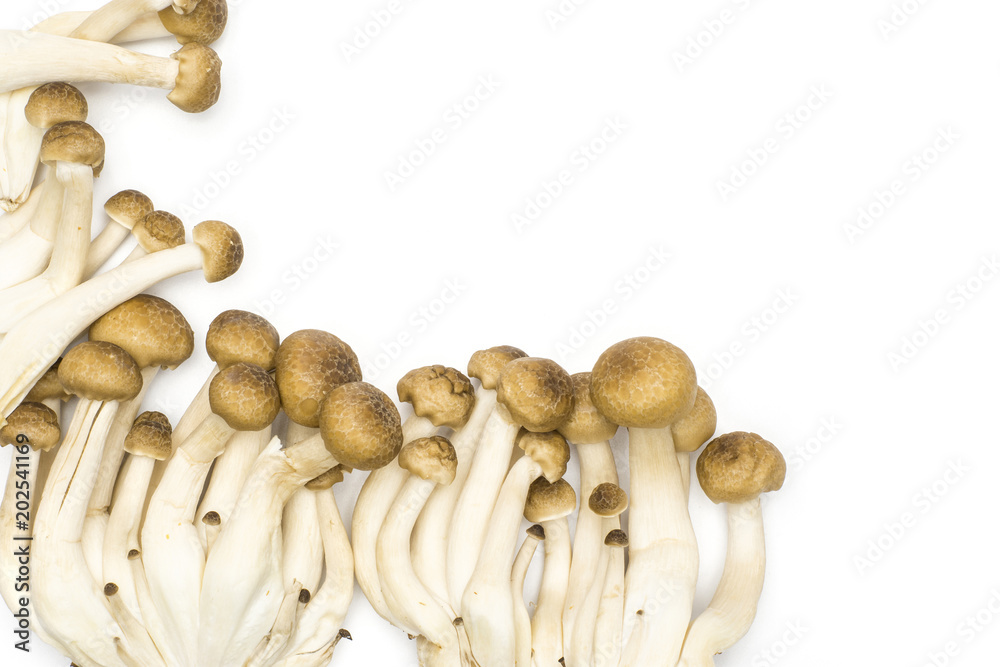 Brown beech mushrooms Shimeji top view isolated on white background fresh.