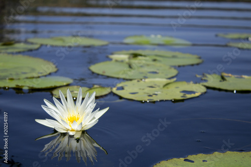 Opened white lotus flower on the calm lake and green leaves.