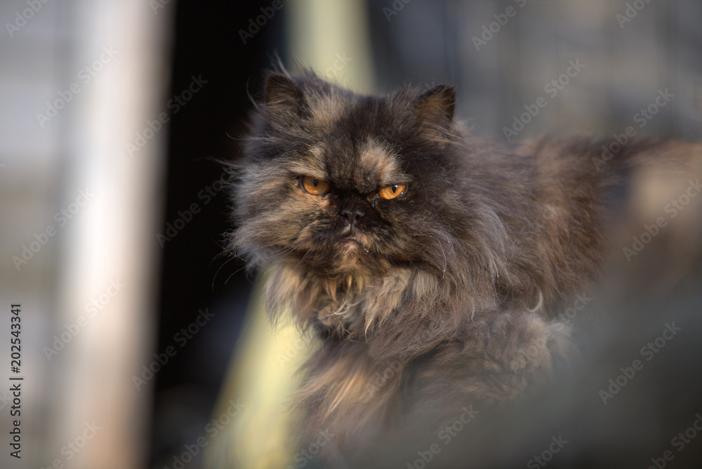 persian cat persian cat