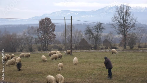 Shepherd with a flock of sheep photo