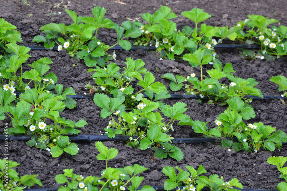 Plants of blossoming strawberries on beds in spring garden. Flowering green strawberry bushes with white flowers on beds with drip irrigation. Plants of blossoming strawberries on beds in spring garden. Flowering green strawberry bushes with white flowers on beds with drip irrigation.