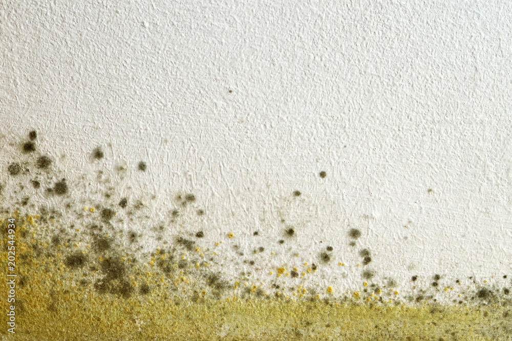 Foto Mold on the wall
