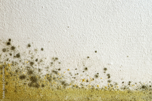Mold on the wall photo