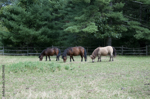 Three Mini Horses