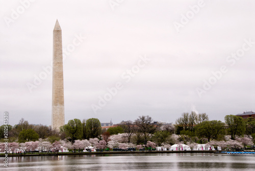 Washington DC During the Cherry Blossom Festival