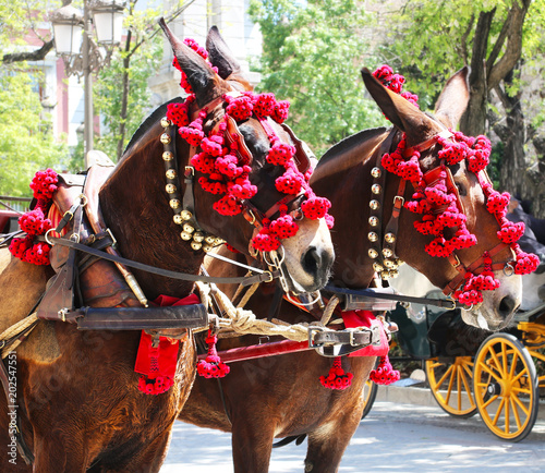 Feria, festival, Spain, Spanish, Sevilla, mule, horse, celebration, pink, red, ornament, harness, cart, sunny, day, annual, local, outdoors, animals, Andalusia, April, spring, carriage, horse-drawn, f