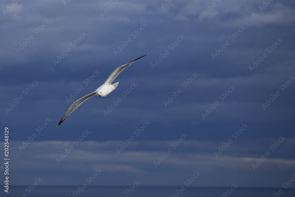 A flying seagull. Seabirds. A bird in flight. Live nature. A flying seagull. Seabirds. A bird in flight. Live nature.