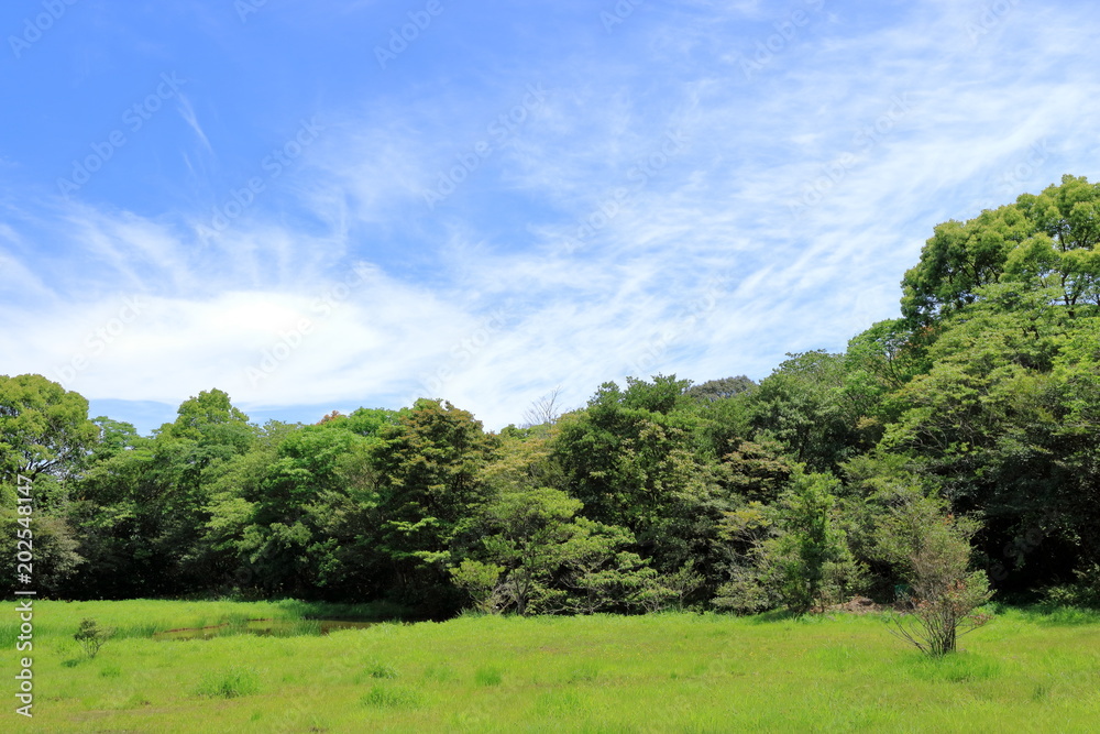新緑の高鍋湿原