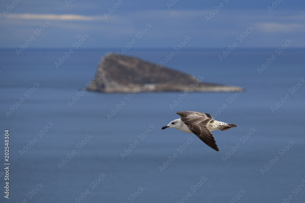 Naklejka premium A flying seagull. Seabirds. A bird in flight. Live nature.