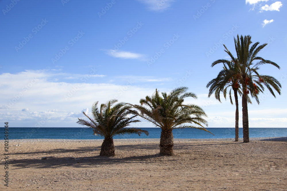 Palm trees on the beach. Palm trees on the beach. Pebble beach. Sea view. Nice view of the sea. The Spanish beach.