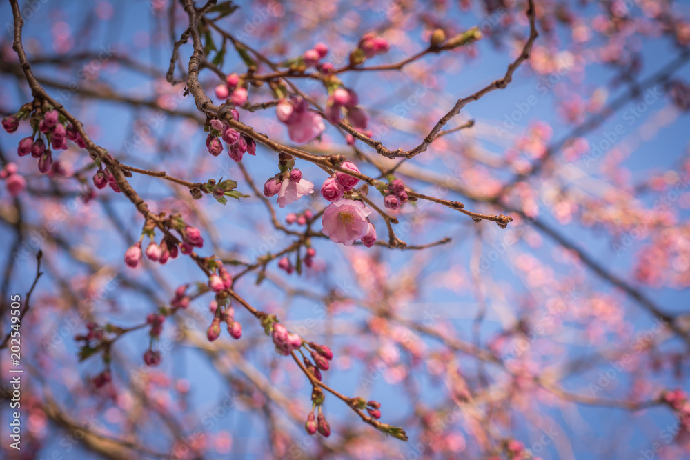 Beautiful Oriental Cherry Flowers Blossom in Spring Blue Sky Background Beautiful Oriental Cherry Flowers Blossom in Spring Blue Sky Background
