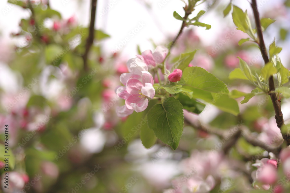 Flowering Garden Apple Tree (Pink Hue) Flowering Garden Apple Tree (Pink Hue)