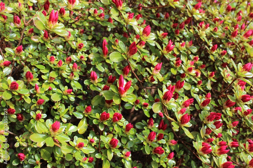 Red azalea flower buds ready to bloom in the spring sunshine
