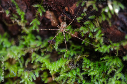 wild spider in its forest habitat © SOPONE