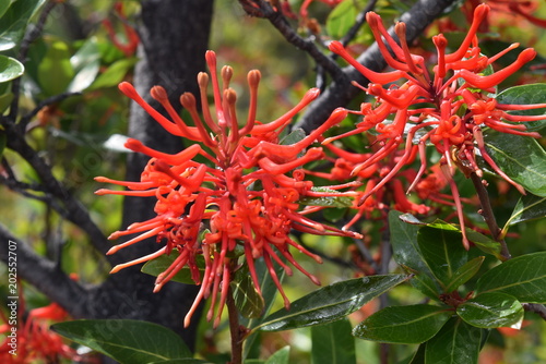 Flor del Notro o árbol de fuego, en la Patagonia Argentina photo