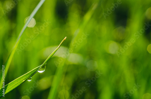 Dew drops on a blade of grass in the morning light. Macro.