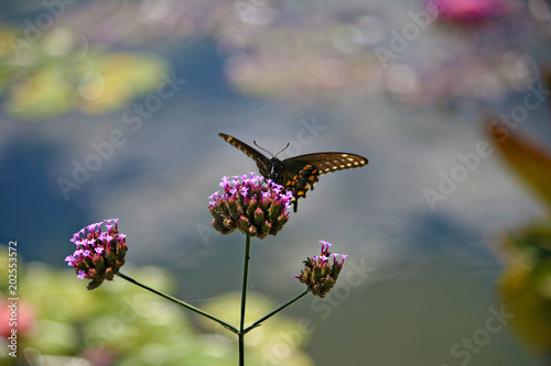 butterfly