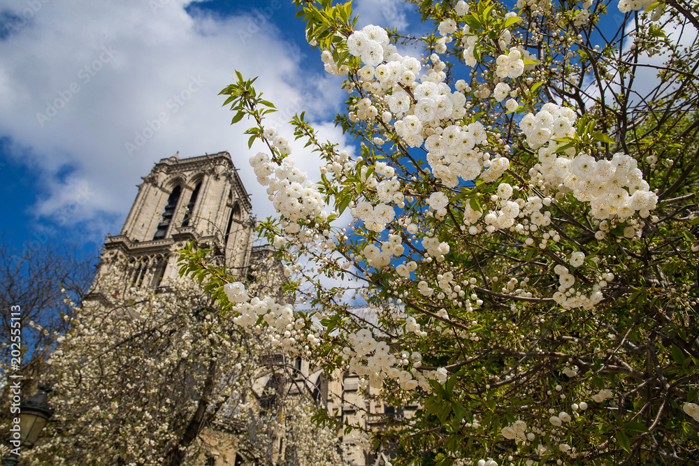 Spring Flowers bloom outside Notre-Dame Cathedral in Paris, France Spring Flowers bloom outside Notre-Dame Cathedral in Paris, France