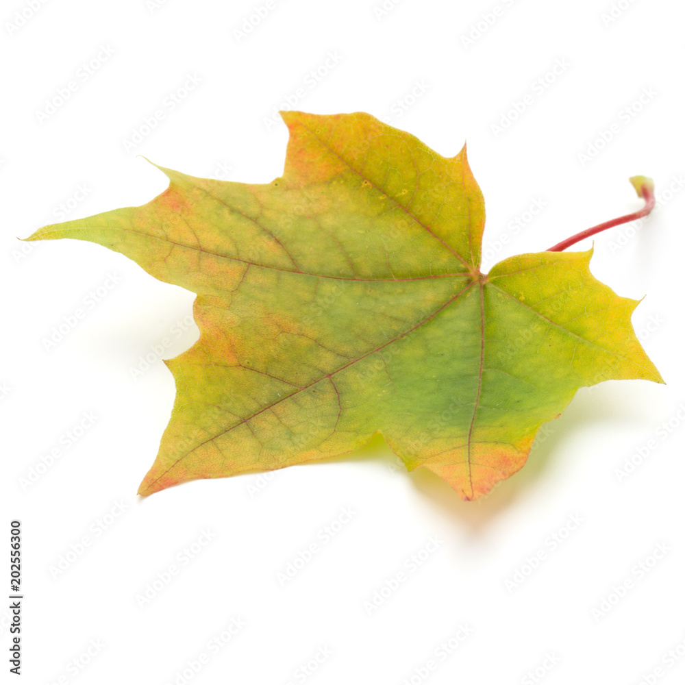 colorful autumn maple leaf isolated on white colorful autumn maple leaf isolated on white