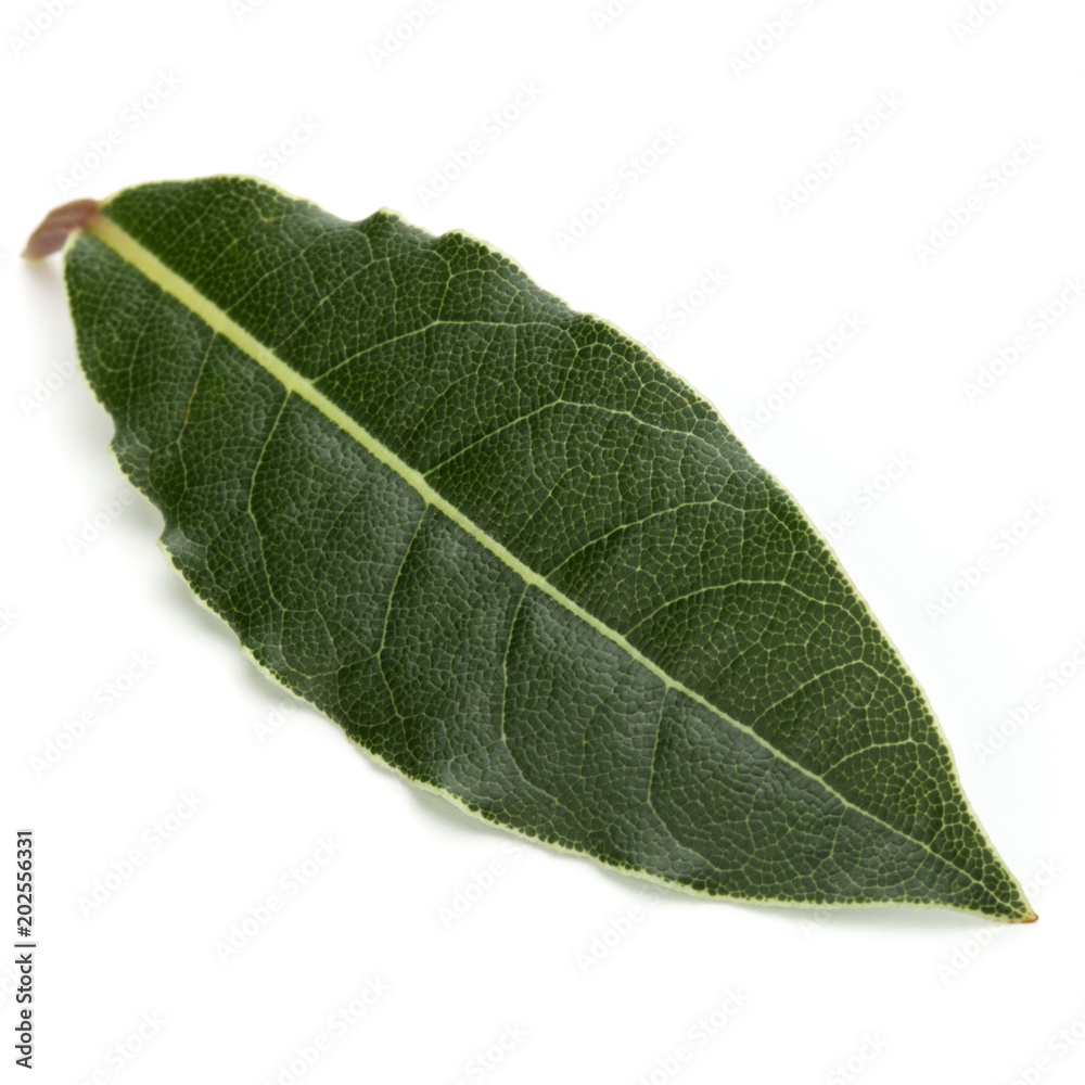 Aromatic bay leaves Aromatic bay leaves