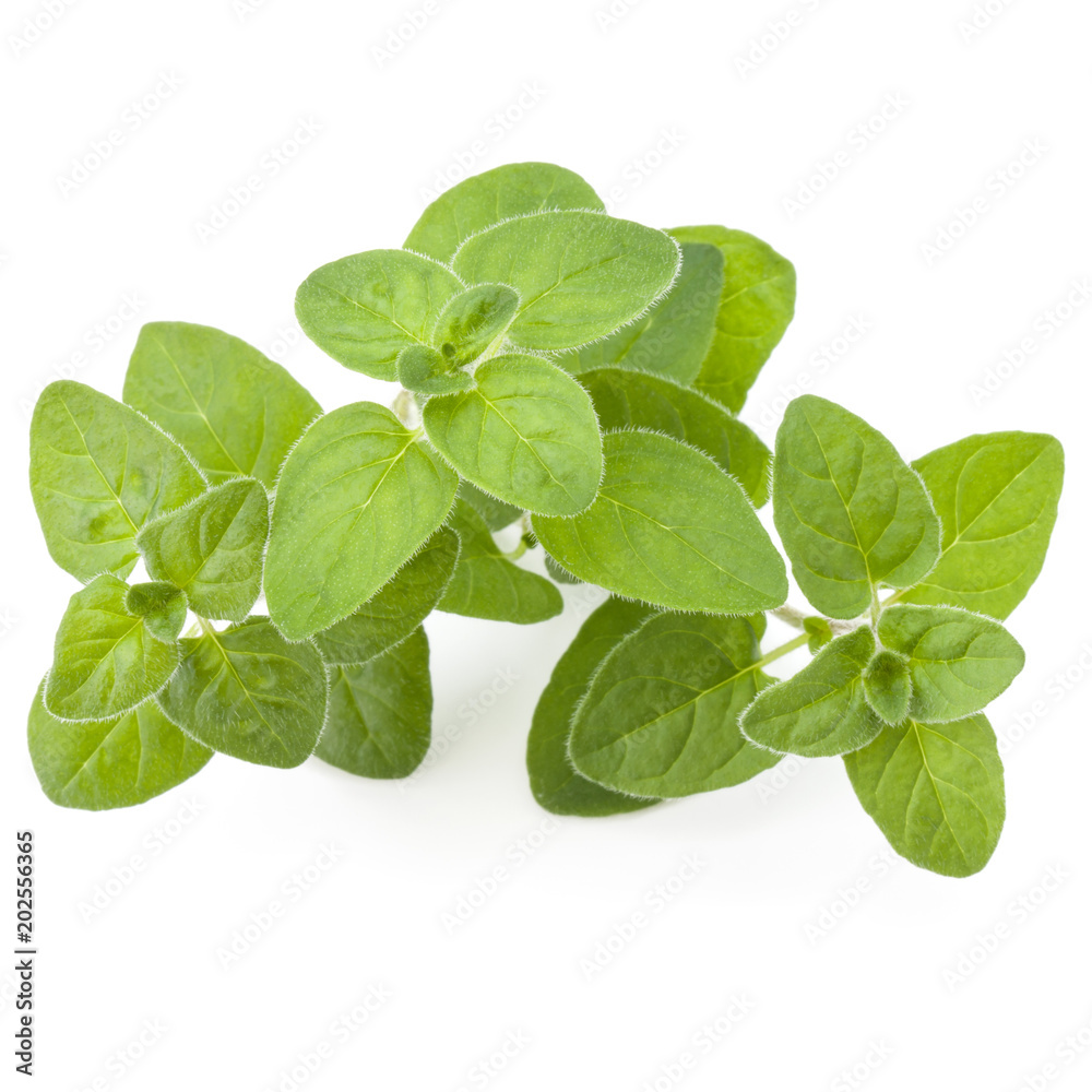 Oregano or marjoram leaves isolated on white background cutout Oregano or marjoram leaves isolated on white background cutout