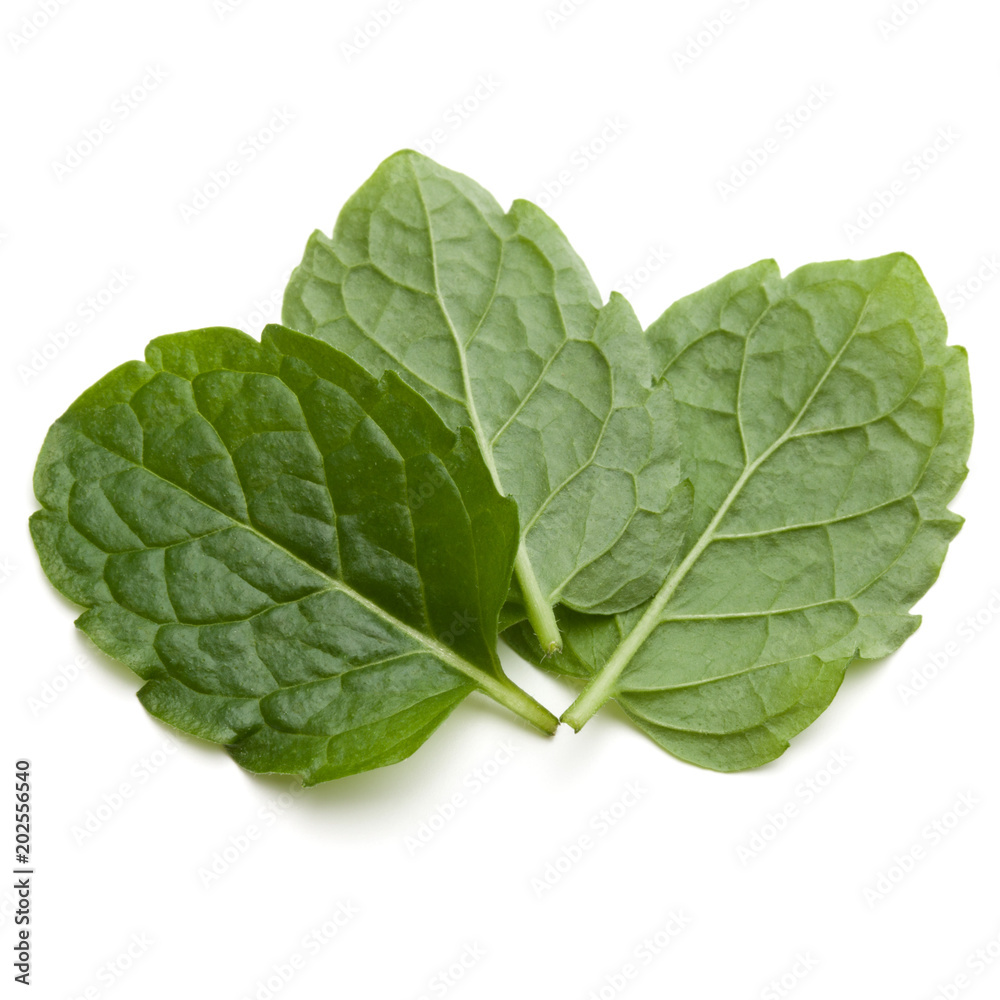 Peppermint herb isolated on white background cutout. Mint leaves. Peppermint herb isolated on white background cutout. Mint leaves.