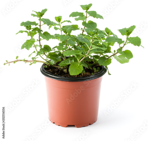 Fototapeta Naklejka Na Ścianę i Meble -  Peppermint herb growing in flowerpot  isolated on white background cutout. Mint leaves. Gardening concept.