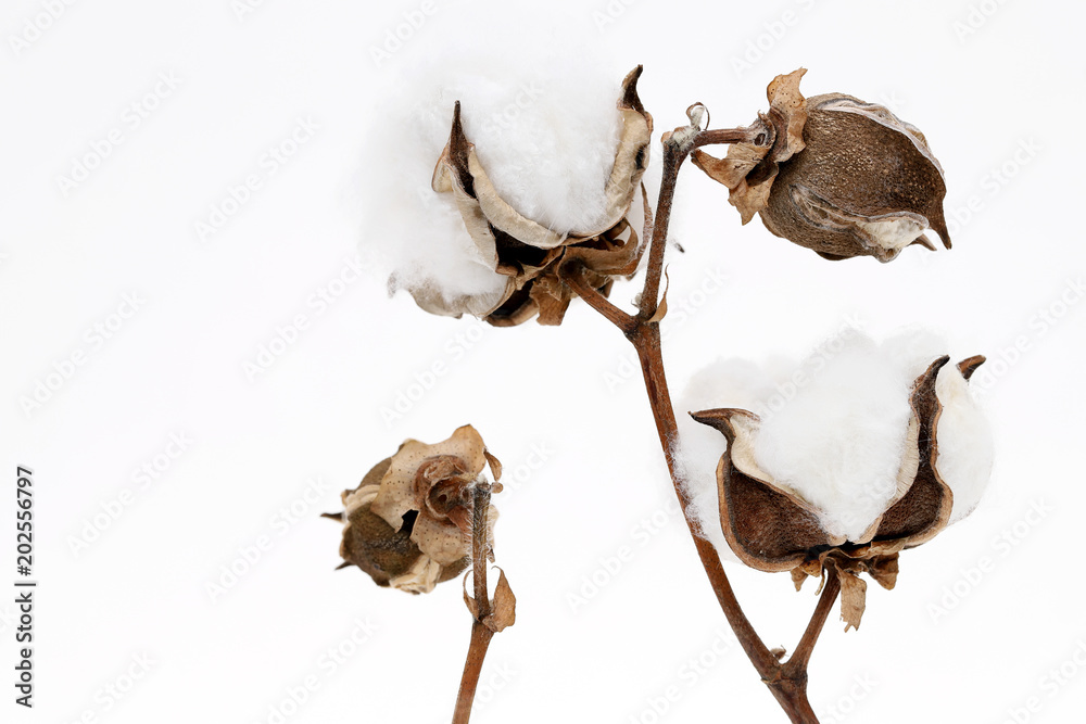 綿花 綿 植物 Stock Photo Adobe Stock