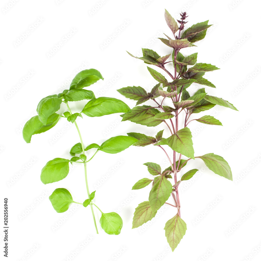 Fototapeta premium Varieties of basil leaves isolated on white background. Flat, Top view.