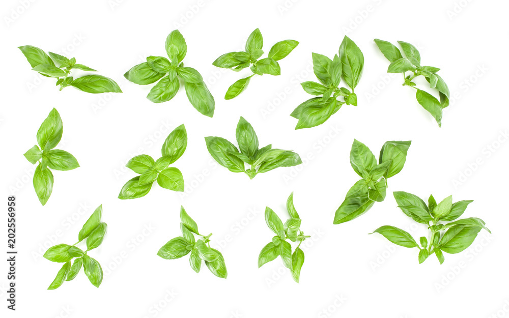 Sweet Genovese basil leaves background arrangement isolated on white. Top view.