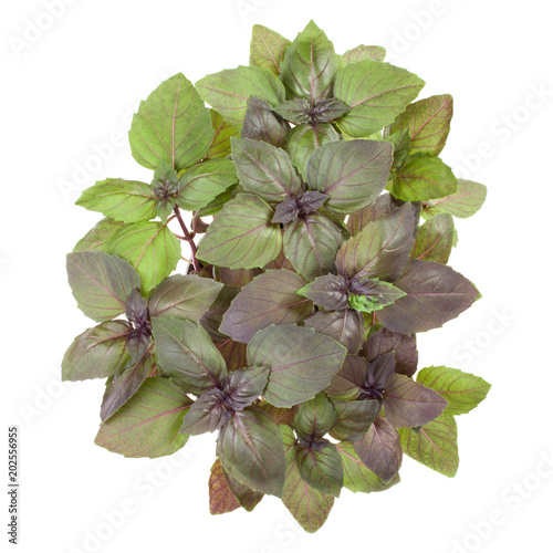Fresh sweet red Dark Opal basil bouquet isolated on white background cutout. Top view.
