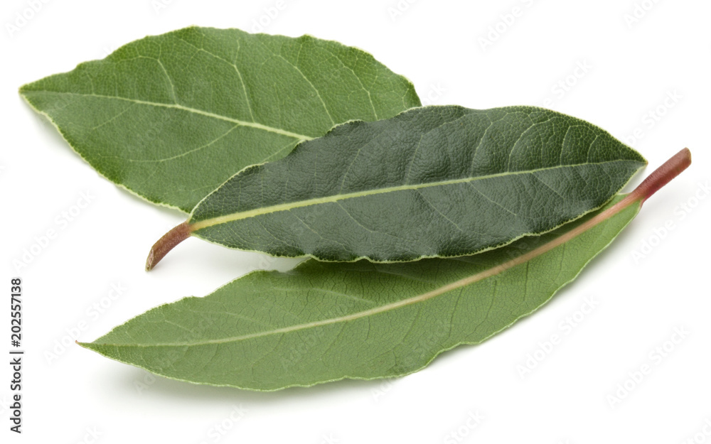 Aromatic bay leaves Aromatic bay leaves