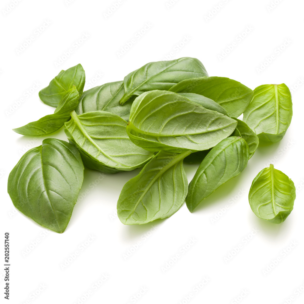 Sweet basil herb leaves handful isolated on white background closeup Sweet basil herb leaves handful isolated on white background closeup