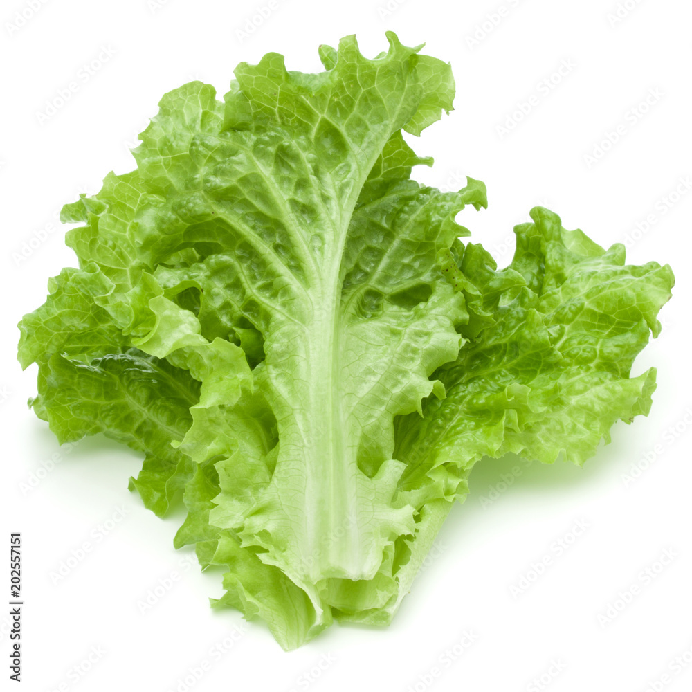 fresh green lettuce salad leaves isolated on white background fresh green lettuce salad leaves isolated on white background
