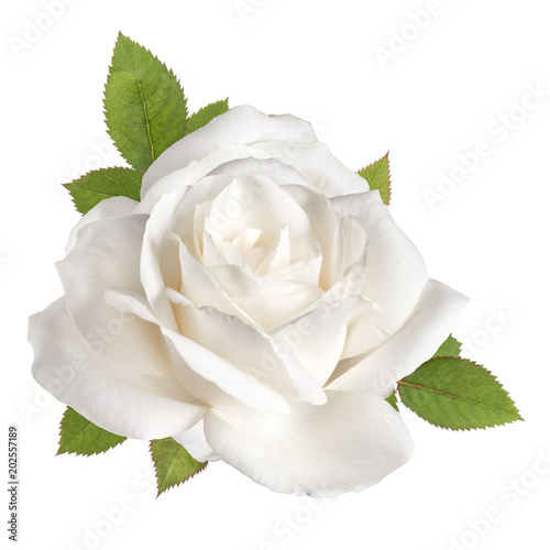 Fototapeta Naklejka Na Ścianę i Meble -  one white rose flower head with leaves isolated on white background cutout