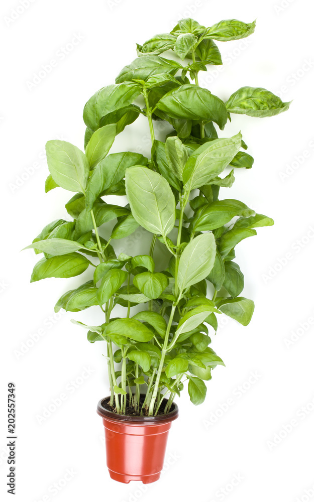 Fresh sweet Genovese basil herbs growing in pot isolated on white background cutout. Flat, top view. Fresh sweet Genovese basil herbs growing in pot isolated on white background cutout. Flat, top view.